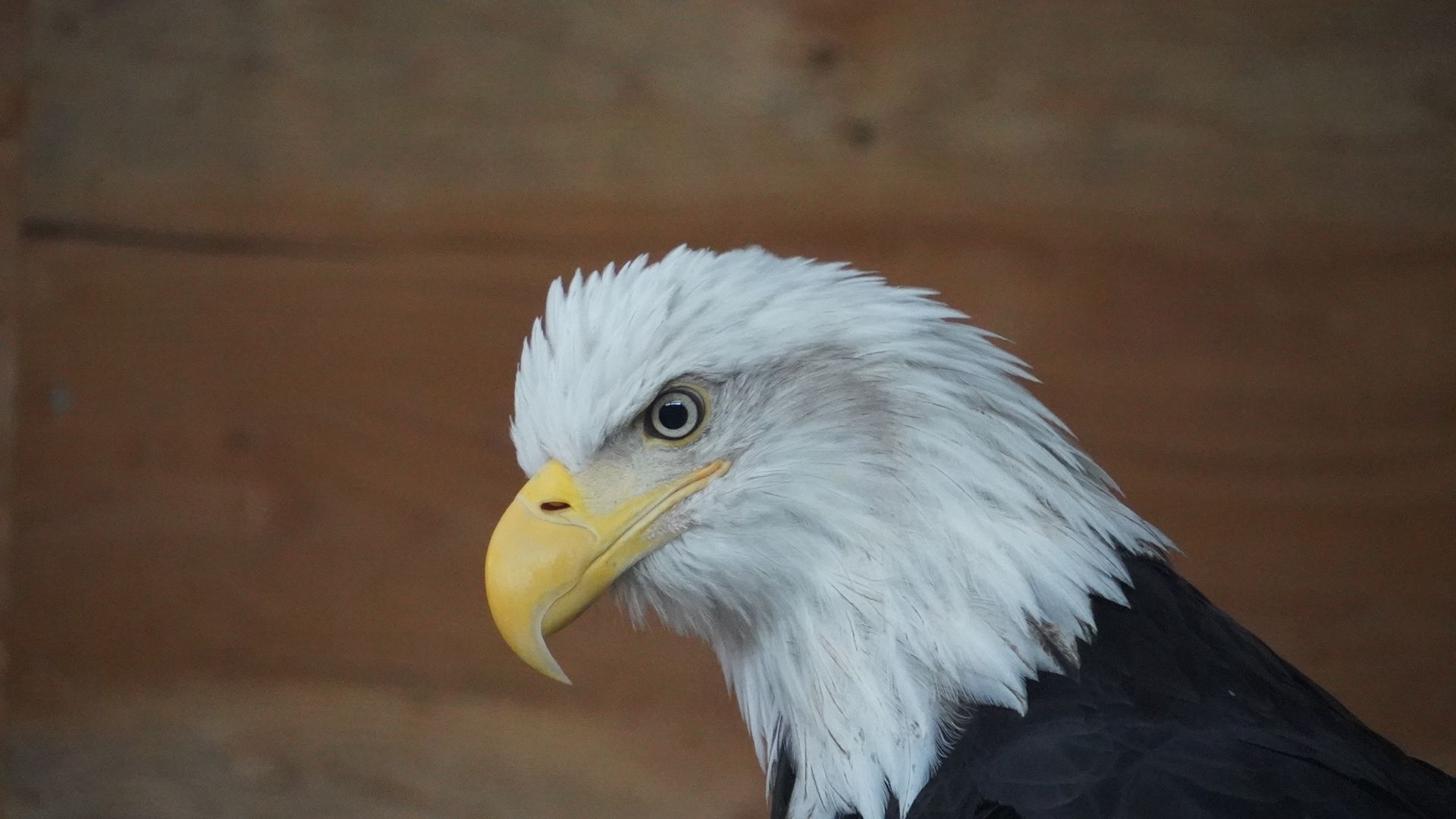 Bald Eagles