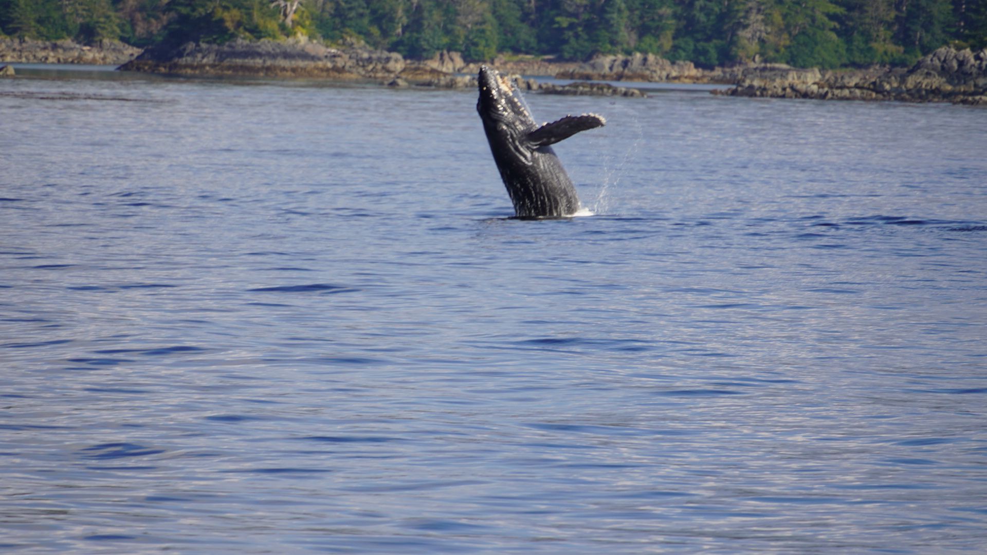 Humpback whales.