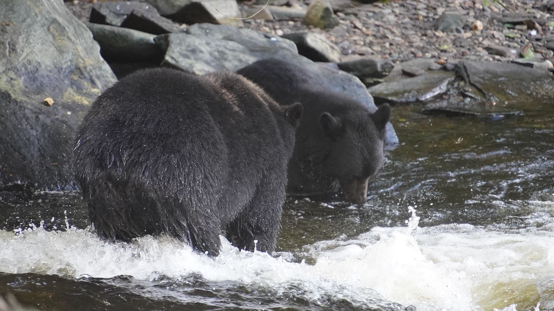 Bears!